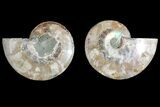 Agate Replaced Ammonite Fossil - Madagascar #145919-1